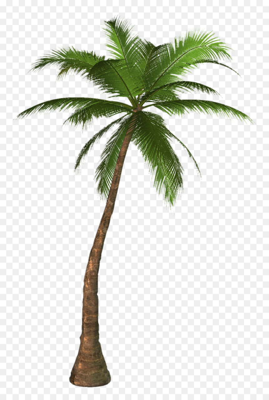 Palm Tree Png Image, Transparent Png - palm branch png