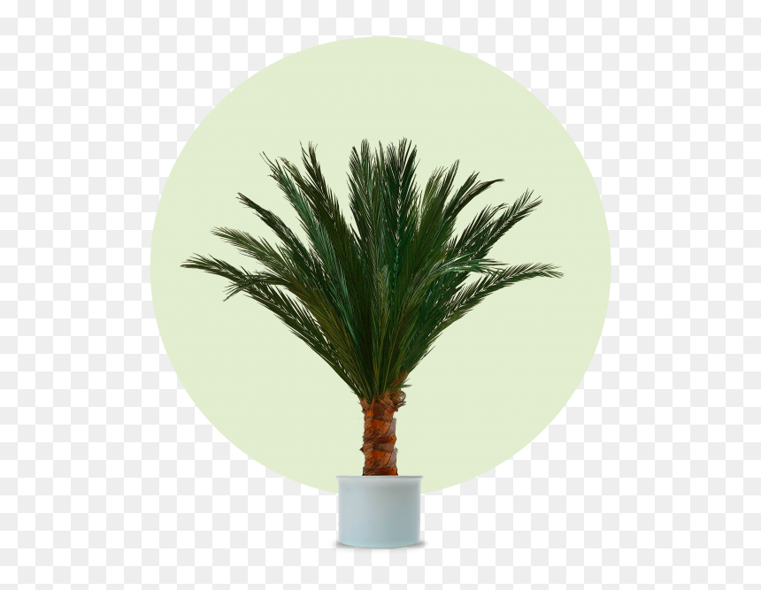 Phönixpalme - Phoenix Palme, HD Png Download - palm branch png