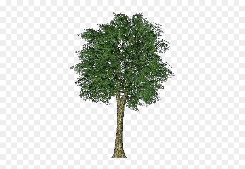 3d Trees - Oak - Acca Software - Tree, HD Png Download - river birch png