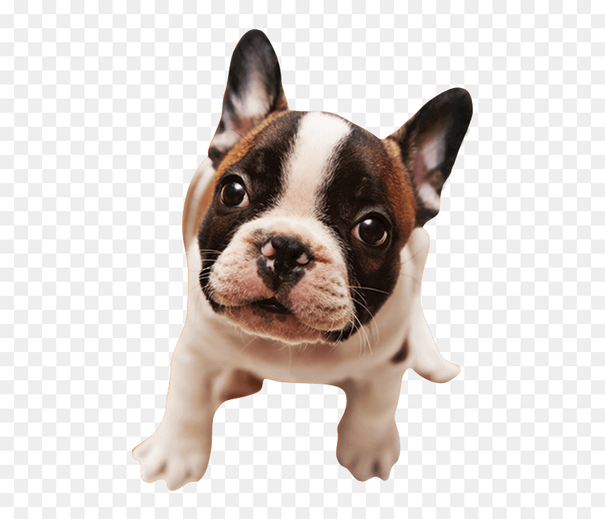 French Bulldog , Png Download - Imagem Cachorro Png, Transparent Png - french bulldog png