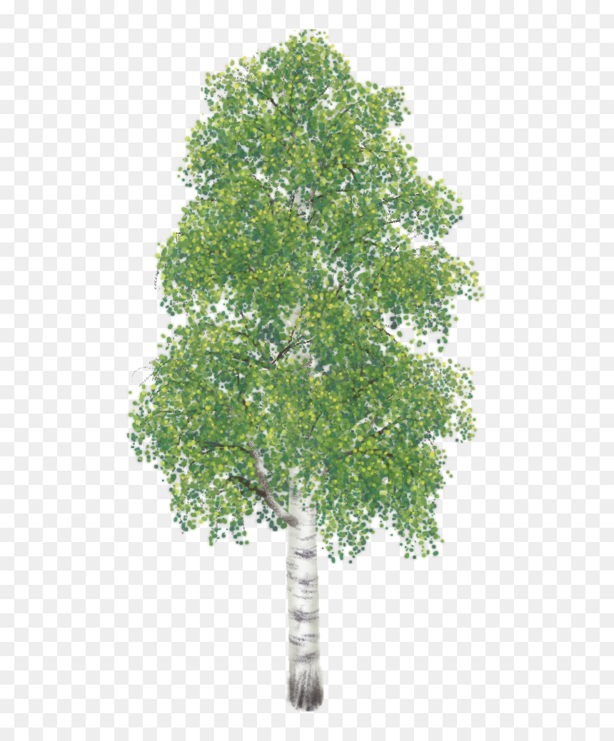 Hardwood Tree, HD Png Download - river birch png