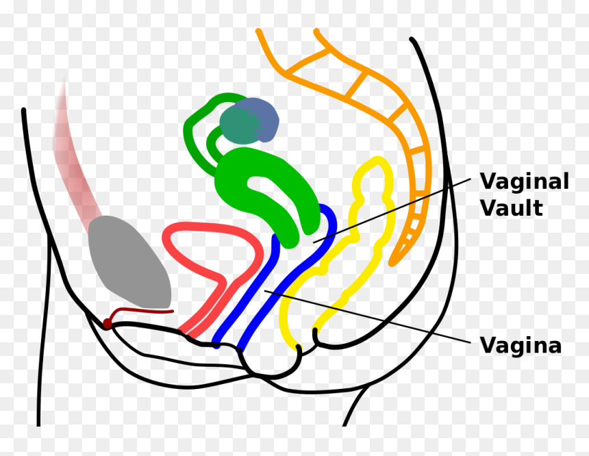 Vaginal Vault, HD Png Download - vagina png