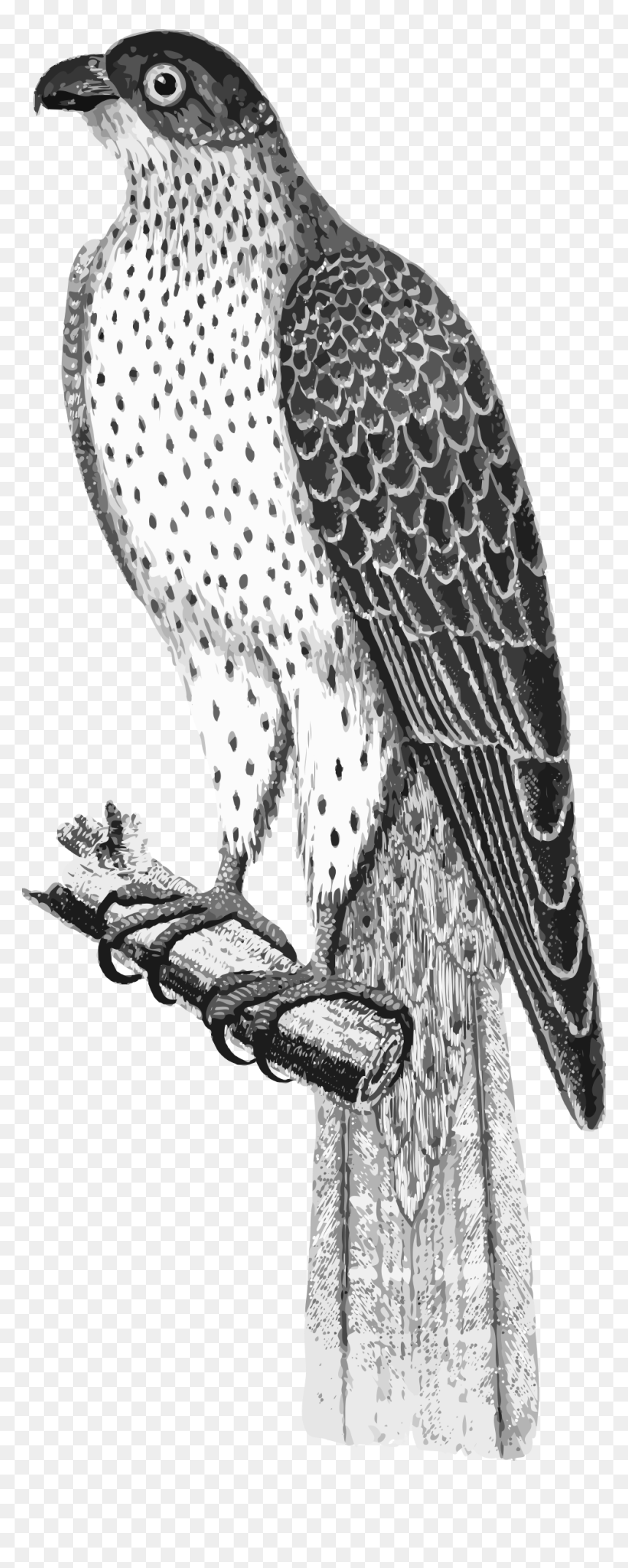 Falco Umbrinus Clip Arts - Hawk, HD Png Download - falco png