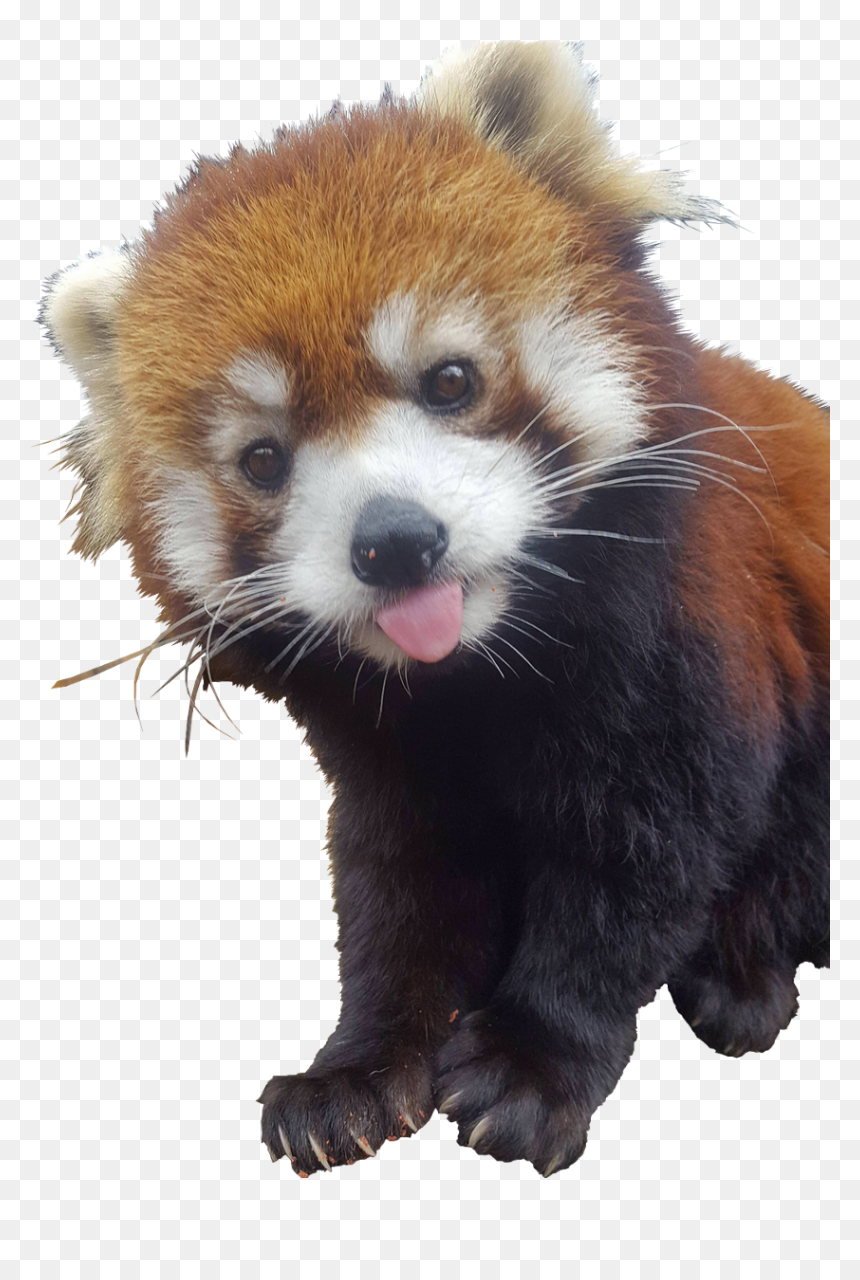 Red Pandas Sticking Their Tongue Out, HD Png Download - red panda png
