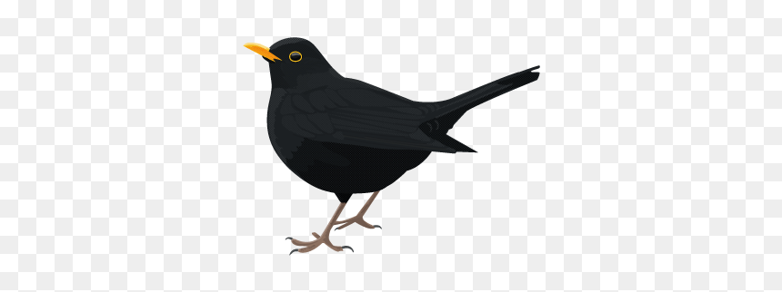 Bird Png Download - Blackbird Png, Transparent Png - black bird png