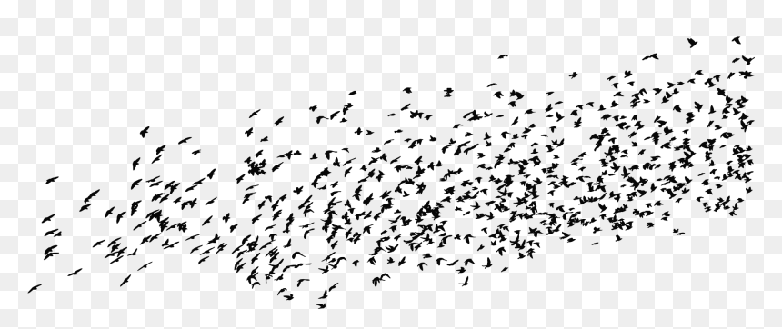 Birds, HD Png Download - white feather png