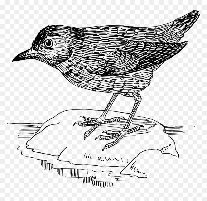 Birds, HD Png Download - black bird png