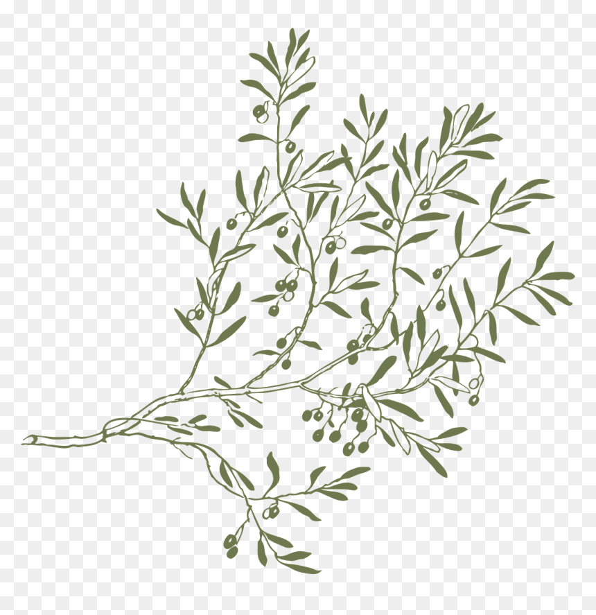 Drawing Olive Tree Branches, HD Png Download - twigs png