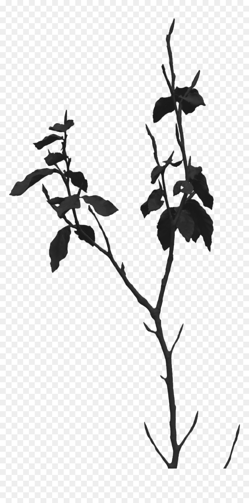 Transparent Twigs Png - Portable Network Graphics, Png Download - twigs png