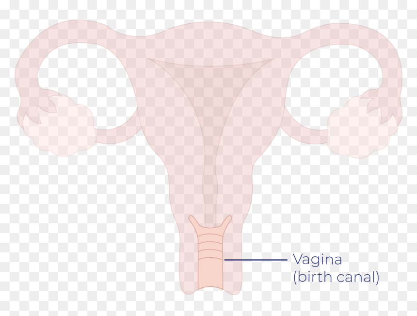 Image Module - Cartoon, HD Png Download - vagina png