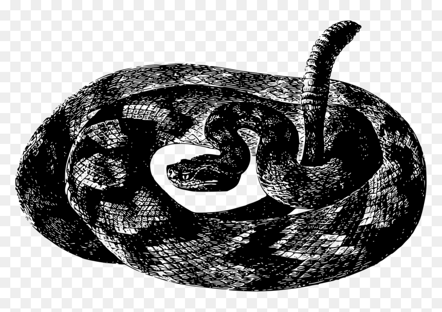 Csörgőkígyó, HD Png Download - black snake png