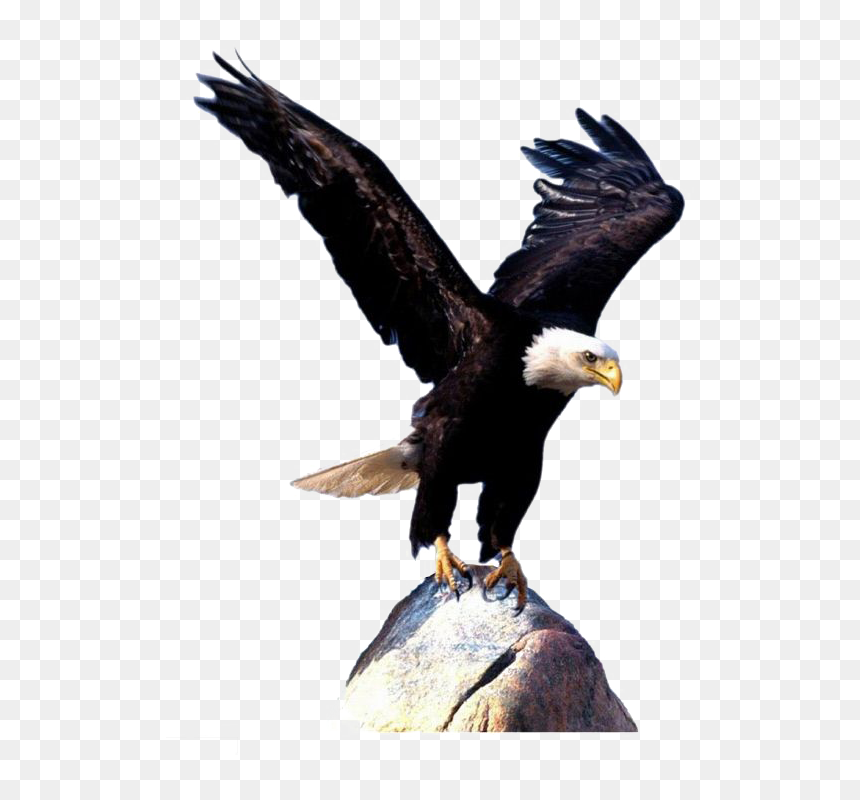 Bald Eagle Bird Clip Art - Transparent Background Eagle Png, Png Download - eagle wings png