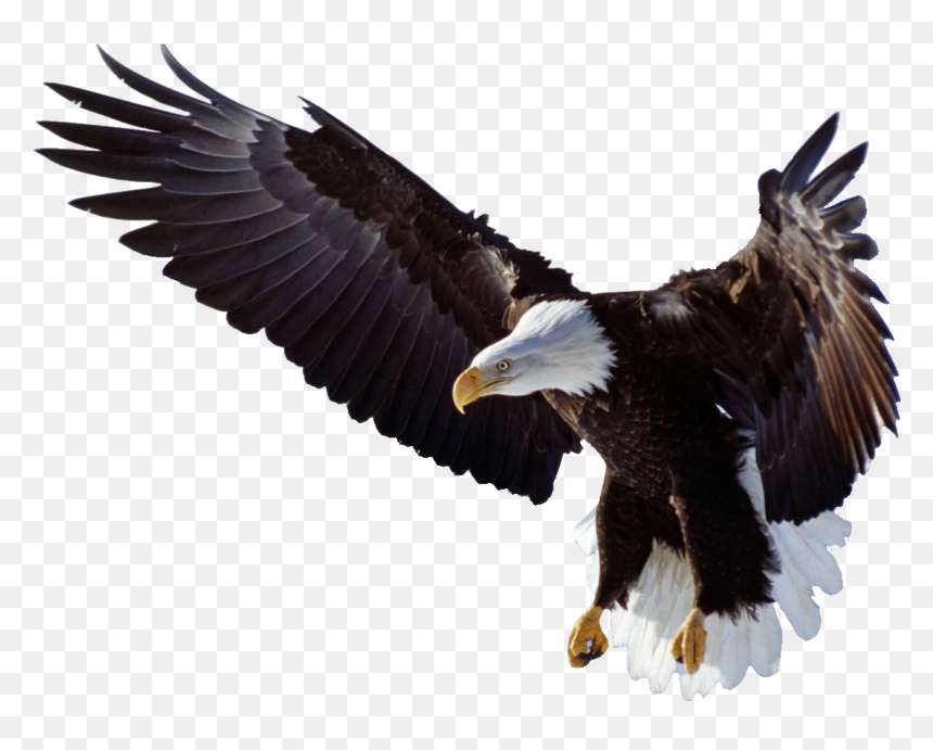 Transparent Eagle Wings Png - Bald Eagle Spreading Wings, Png Download - eagle wings png