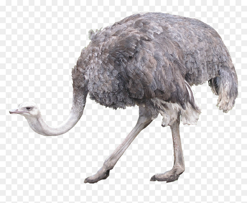 Ostrich Png Image Background - Ostrich Image Download, Transparent Png - ostrich png