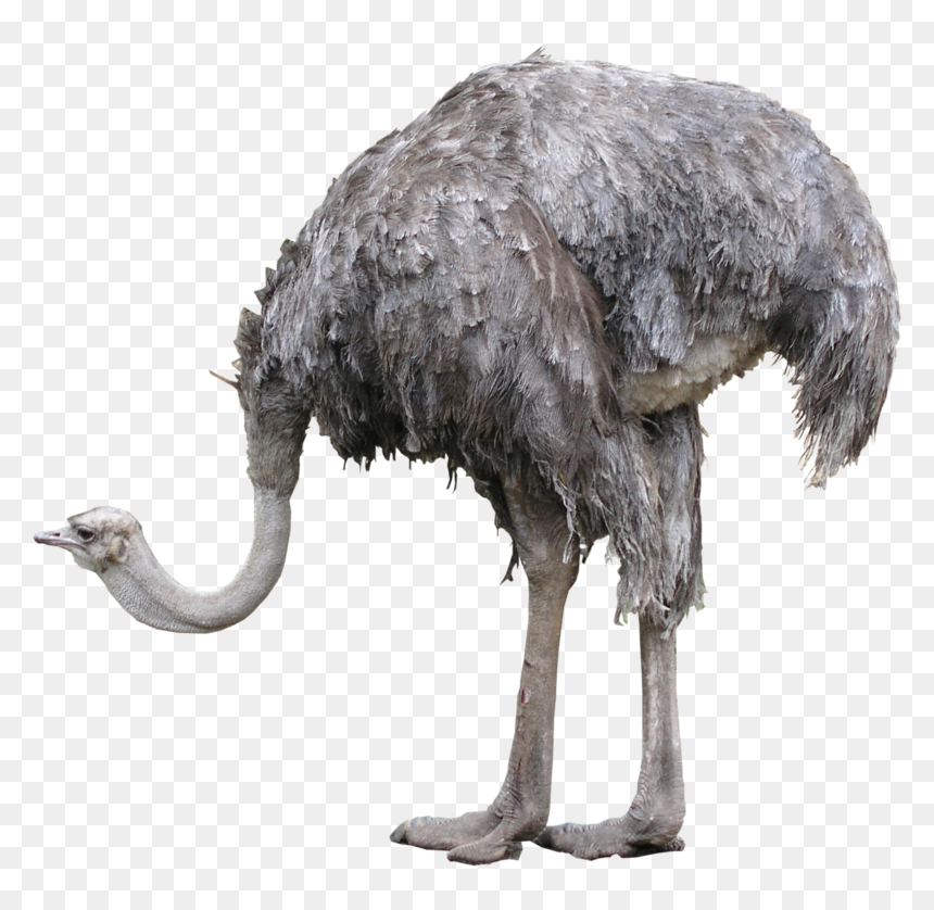 Ostrich Png Photos - Ostrich Image Download, Transparent Png - ostrich png