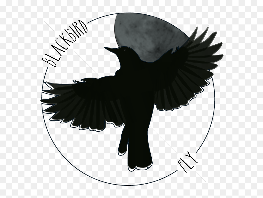 Blackbird Art Drawing Northern Flicker The Beatles - Blackbird Drawing Beatles, HD Png Download - black bird png