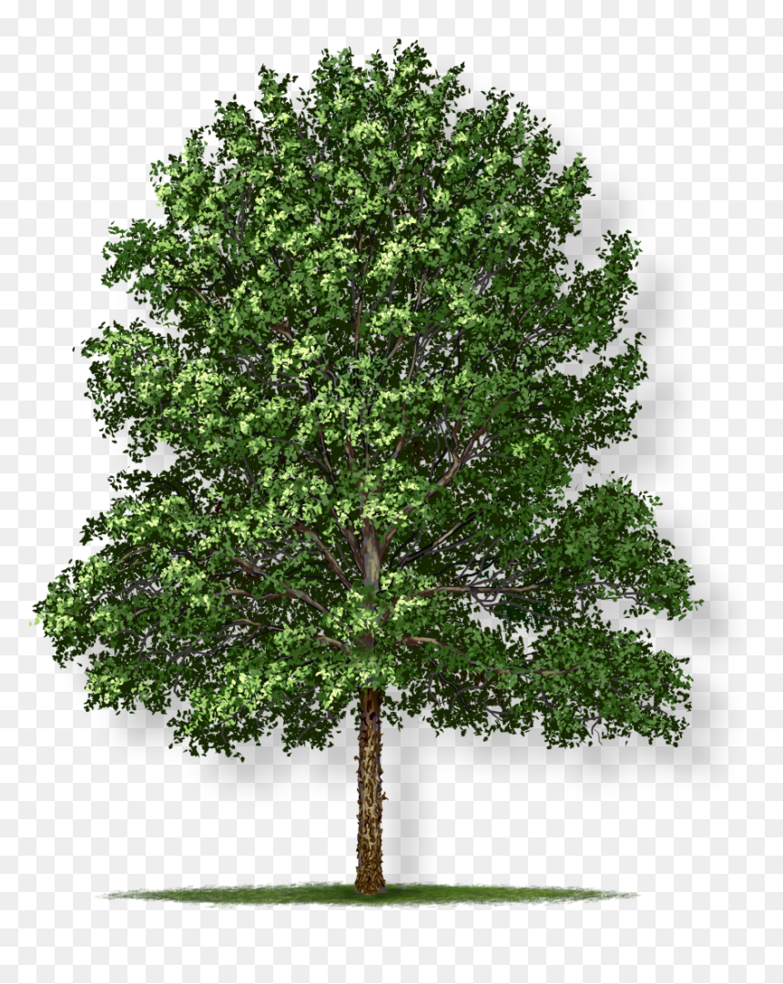 Swamp White Oak Png, Transparent Png - swamp png
