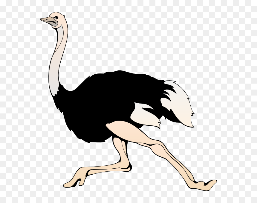 Ostrich Png - Clipart Ostrich, Transparent Png - ostrich png