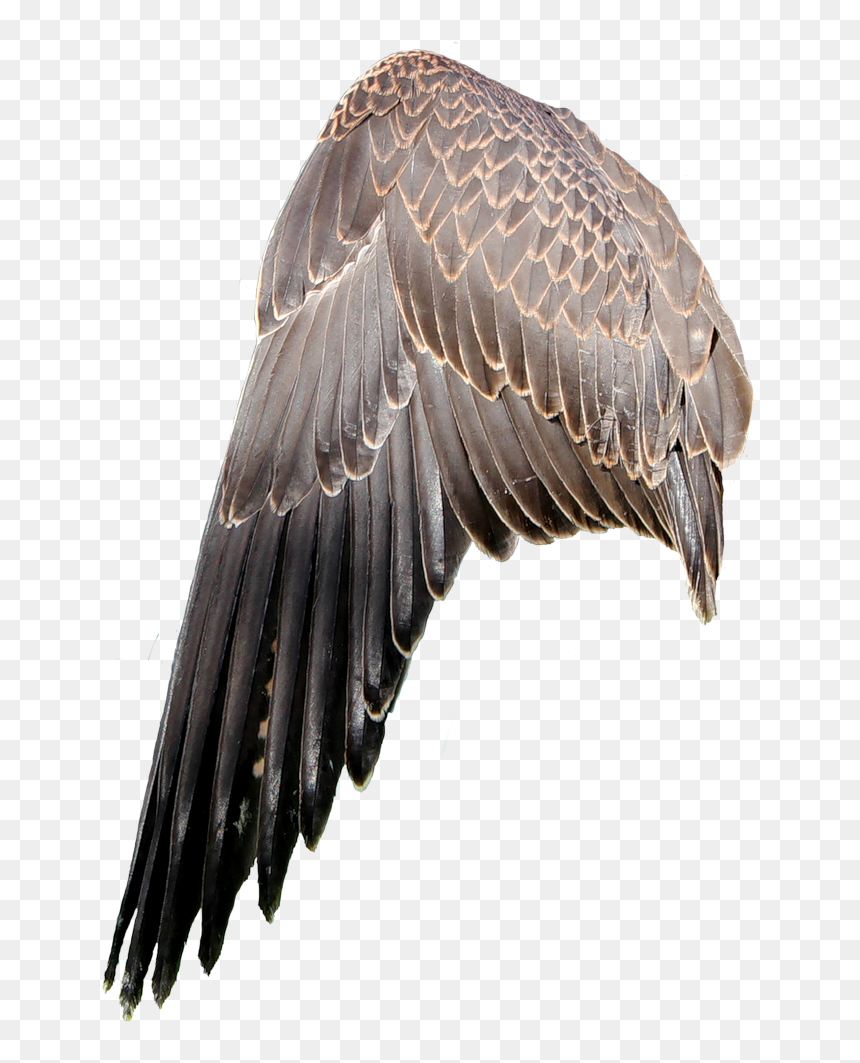Крылья Птицы, HD Png Download - eagle wings png
