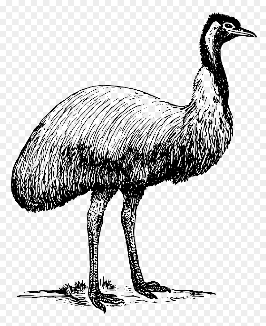 Emu Clip Art, HD Png Download - ostrich png