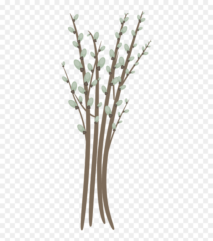 Willow Catkin Willow Branch Twig Free Photo - Catkins Png, Transparent Png - twigs png