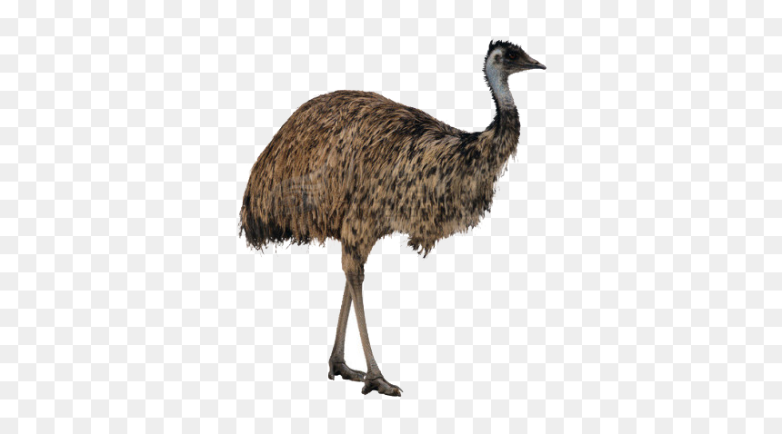 Ostrich Png High-quality Image - Emu Png, Transparent Png - ostrich png