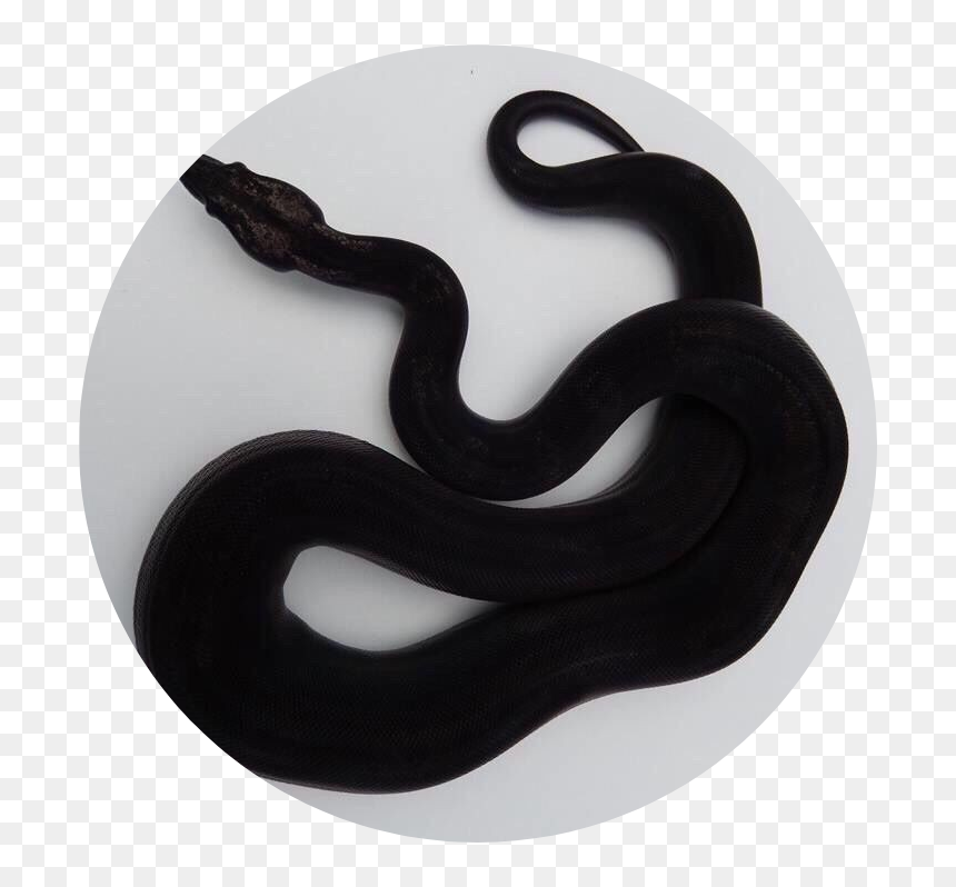 Transparent Black Snake Clipart - Mood Board Of Snake, HD Png Download - black snake png