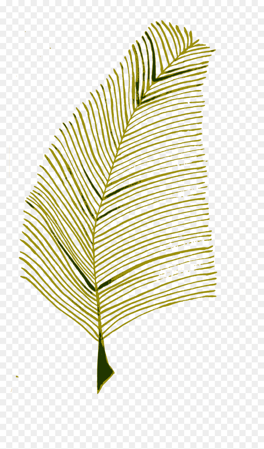 Calligraphic Illustration Leaf, Twig, Plant 2 Clip - Roystonea, HD Png Download - twigs png