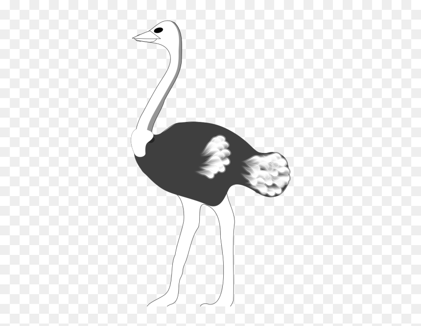 Ostrich Png Icons - Ostrich Black And White Clip Art, Transparent Png - ostrich png