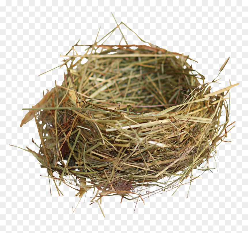 Nest Png - Bird Nest Png, Transparent Png - twigs png