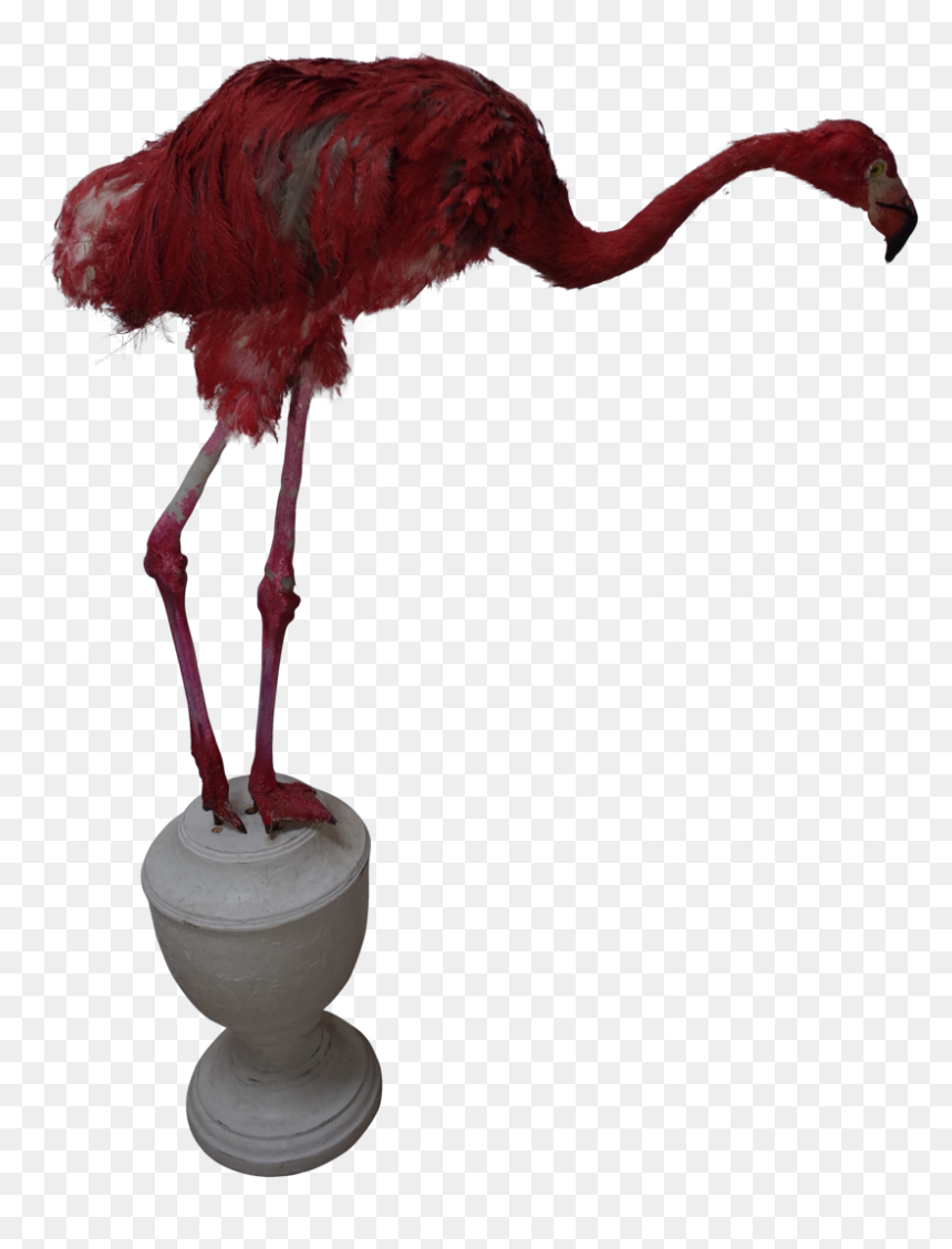 Taxidermy Young Ostrich Dressed As A Pink Flamingo - Turkey, HD Png Download - ostrich png