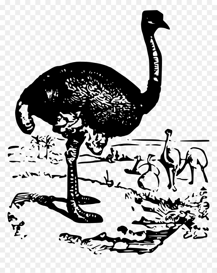 Ostrich , Png Download - Common Ostrich, Transparent Png - ostrich png
