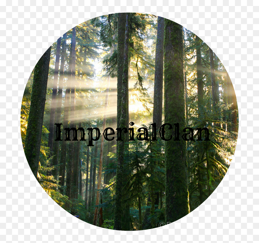 Peter James Photo Gallery Sunbeams In Misty Forest - Portable Network Graphics, HD Png Download - sunbeams png