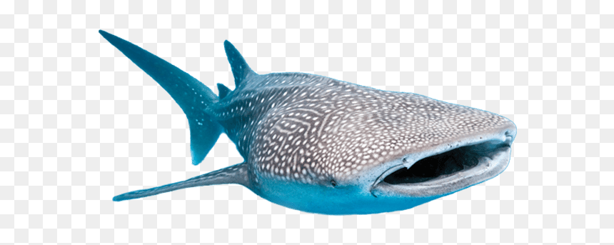 Thumb Image - Whale Shark Transparent Background, HD Png Download - sharks png