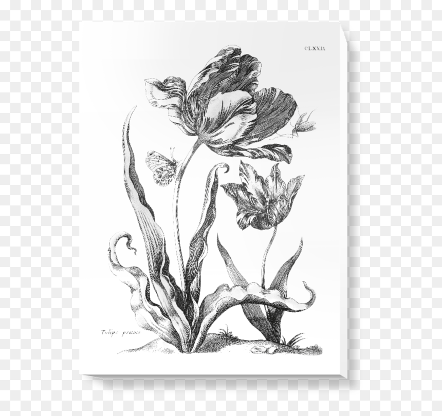 Canna Lily, HD Png Download - wall art png