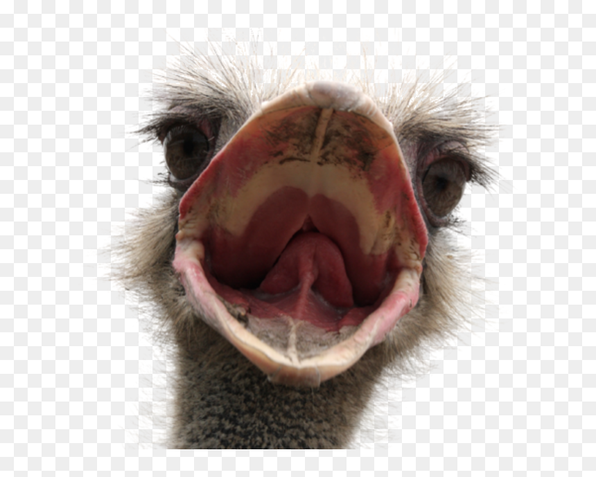 Transparent Ostrich, HD Png Download - ostrich png