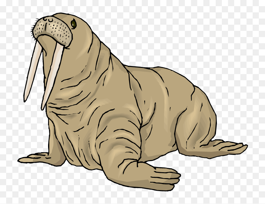 Walrus, HD Png Download - walrus png