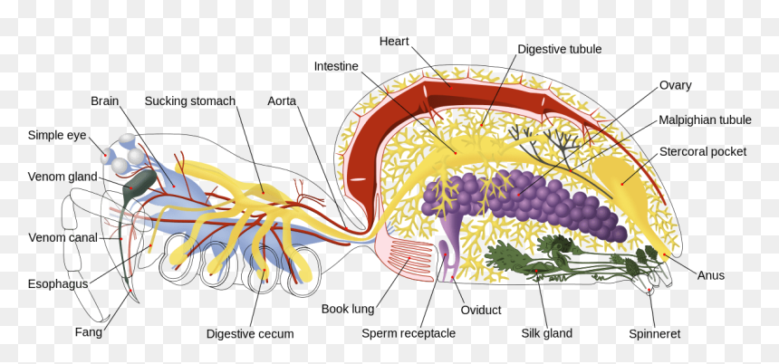 1200px Spider Internal Anatomy En - Anatomy Spider, HD Png Download - spider webs png