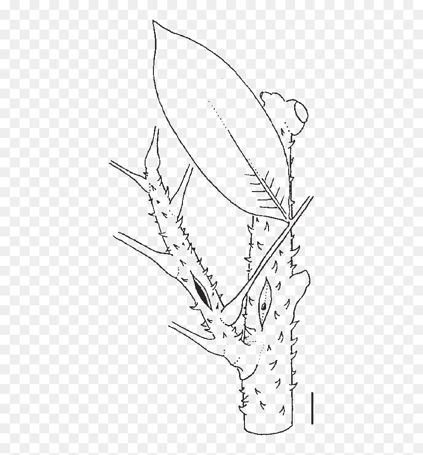 Line Art, HD Png Download - twigs png