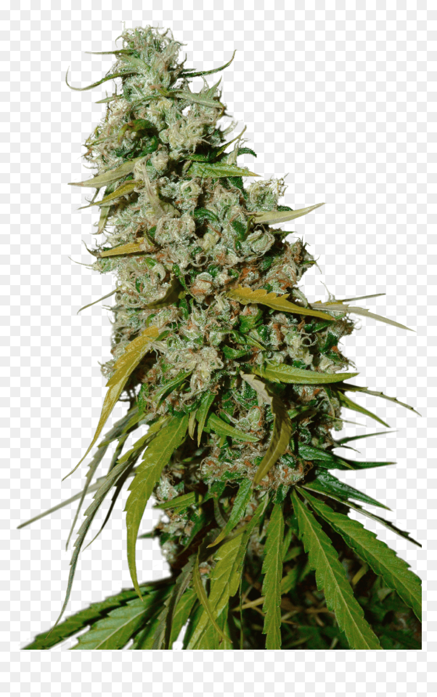 Kees - Cannabis Sativa, HD Png Download - haze png