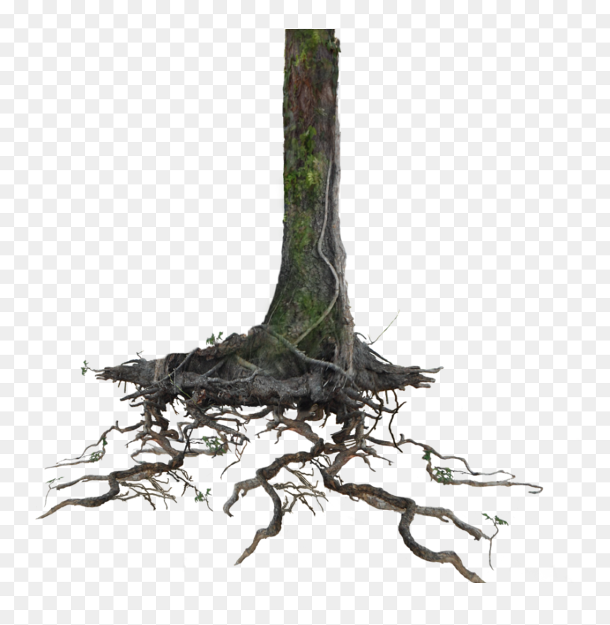 Go To Image - Tree Trunk Transparent Background, HD Png Download - tree with roots png