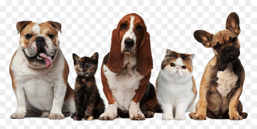 Main Png Dogs And Cats19202017 10 122017 10 12http - Pets Cats And Dogs, Transparent Png - pets png