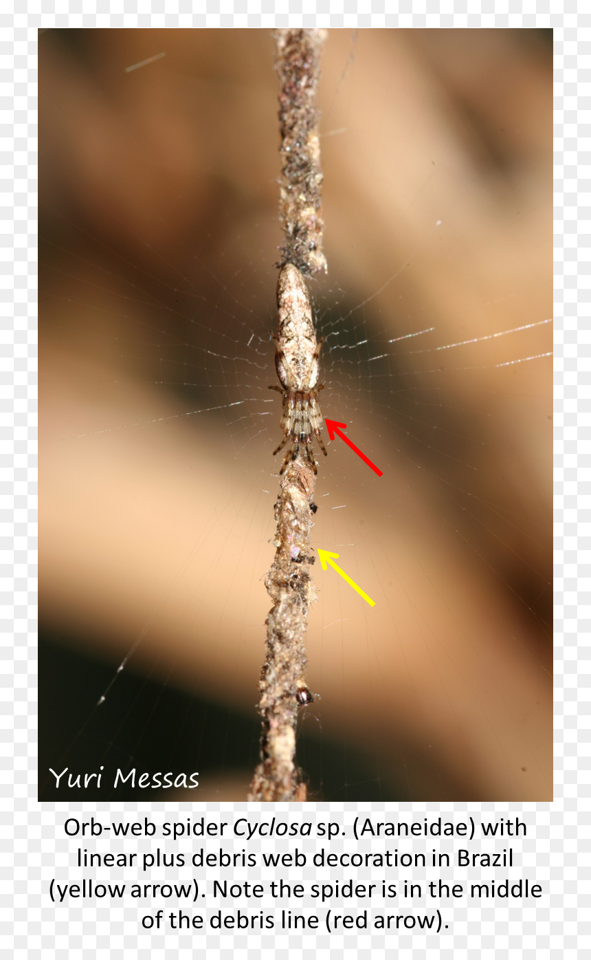 Macro Photography, HD Png Download - spider webs png