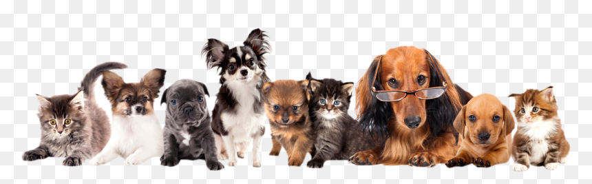 Group Of Different Puppies Clipart , Png Download - Petsmart Adoption Events, Transparent Png - pets png