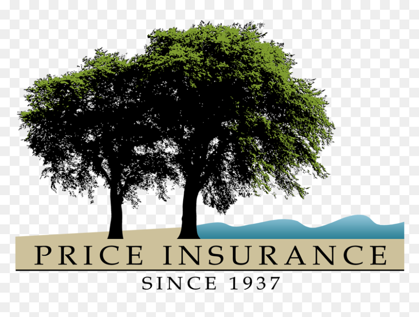 Woodlands Sponsors ~ - Tree Roots Drawing, HD Png Download - tree with roots png