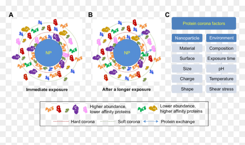 Protein Layer Corona, HD Png Download - coronas png