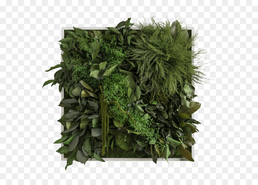 Jungle Plant Png , Png Download - Jungle Plants Png, Transparent Png - jungle vine png
