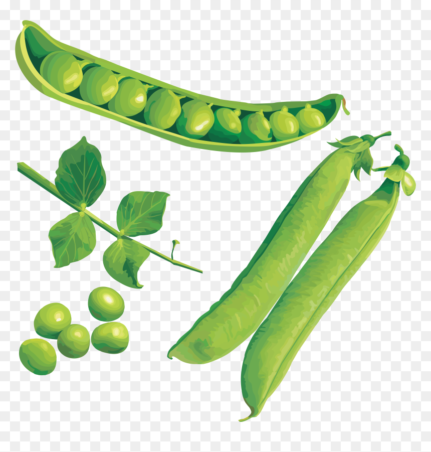 Peas Png , Png Download - Pea, Transparent Png - peas png
