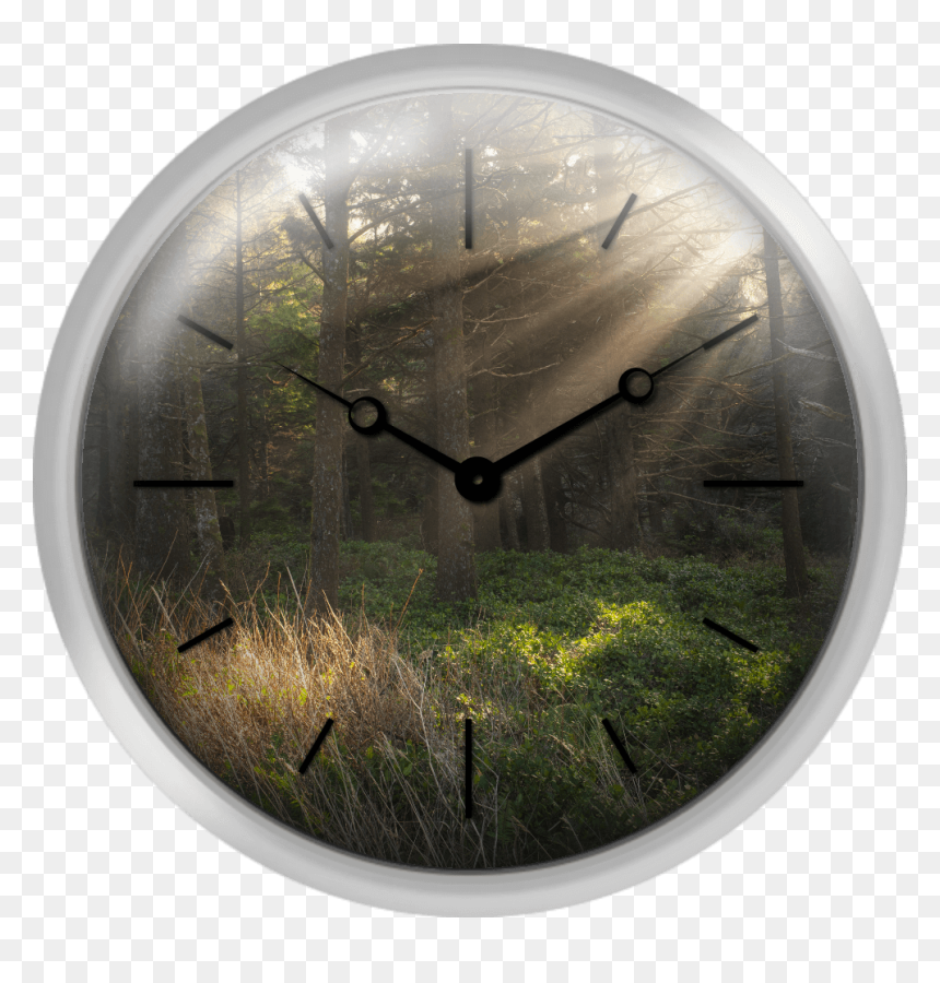 Usa Oregon Tillamook County Sunbeams In Forest - Grass, HD Png Download - sunbeams png