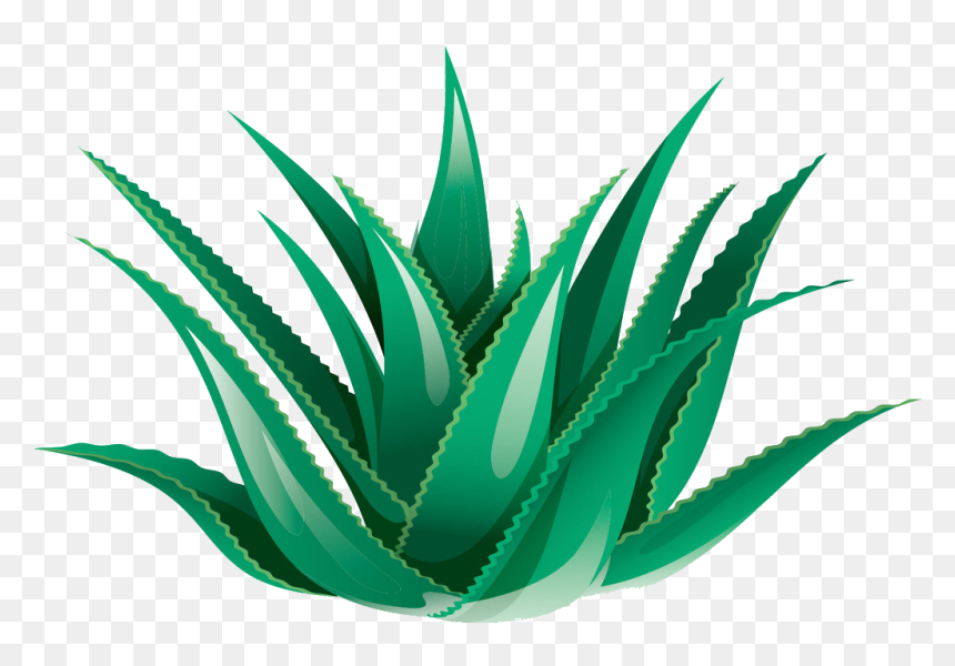 Clipart Black And White Library Aloe Vera Icon Transprent - Transparent Background Aloe Vera Clipart, HD Png Download - aloe vera png